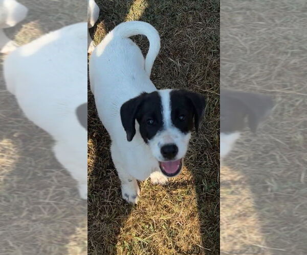 Medium Photo #2 Lab-Pointer Puppy For Sale in Harrison, AR, USA