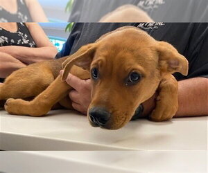 German Shepherd Dog-Unknown Mix Dogs for adoption in Rancho Cucamonga, CA, USA