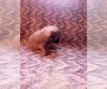 Small Photo #7 Pomeranian Puppy For Sale in CORYDON, IN, USA