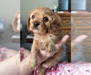 Cavalier King Charles Spaniel Puppy for sale in MELROSE, FL, USA