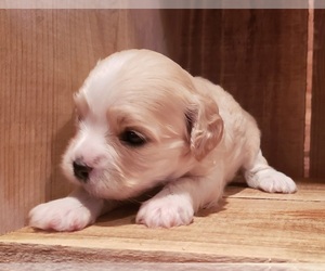 Cavanese Puppy for sale in PINK HILL, NC, USA