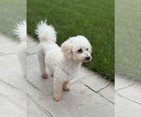 Medium Photo #8 Poodle (Miniature) Puppy For Sale in St. Louis Park, MN, USA