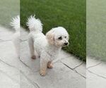 Small #7 Poodle (Miniature)