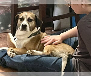 Luke - Male Collie-German Shepherd Dog Mix Dog for Adoption - Photo #4