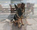 Small #1 German Shepherd Dog