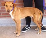 Small #3 Labrador Retriever Mix