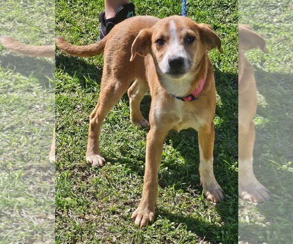 Medium Photo #1 Mutt Puppy For Sale in The Woodlands, TX, USA