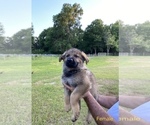 Small Photo #3 German Shepherd Dog Puppy For Sale in PLANT CITY, FL, USA