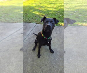 Labrador Retriever-Unknown Mix Dogs for adoption in Germantown, OH, USA