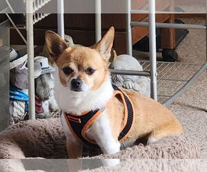 Chihuahua Dogs for adoption in Sioux Falls, SD, USA