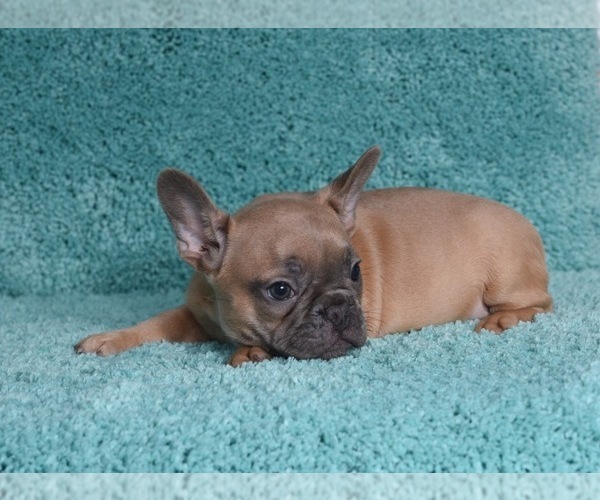 Medium Photo #11 French Bulldog Puppy For Sale in ERIAL, NJ, USA