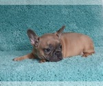 Small Photo #11 French Bulldog Puppy For Sale in ERIAL, NJ, USA