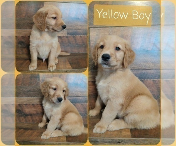 Medium Photo #3 Golden Retriever Puppy For Sale in SALISBURY, NC, USA