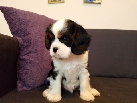 Medium Photo #2 Cavalier King Charles Spaniel Puppy For Sale in HUTTO, TX, USA