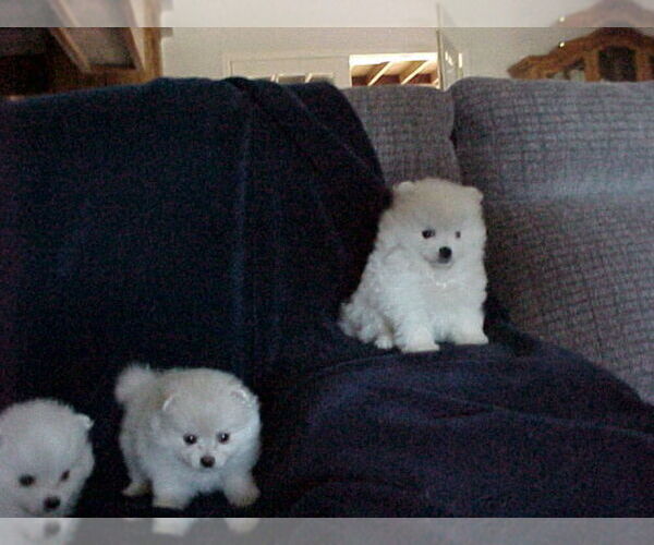 Medium Photo #6 Pomeranian Puppy For Sale in APPLE VALLEY, CA, USA