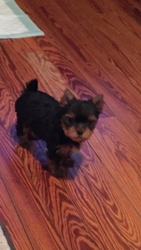 Yorkshire Terrier Puppy for sale in Biloxi , MS, USA