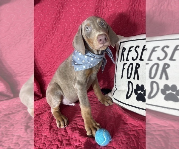 Medium Photo #3 Doberman Pinscher Puppy For Sale in GREENFIELD, IN, USA