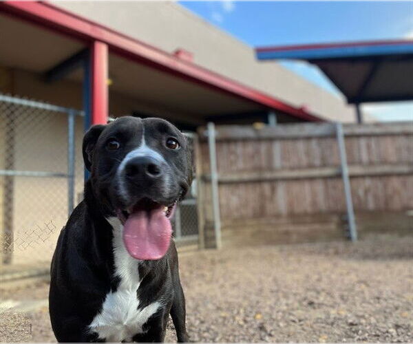 Medium Photo #2 Mutt Puppy For Sale in Plano, TX, USA