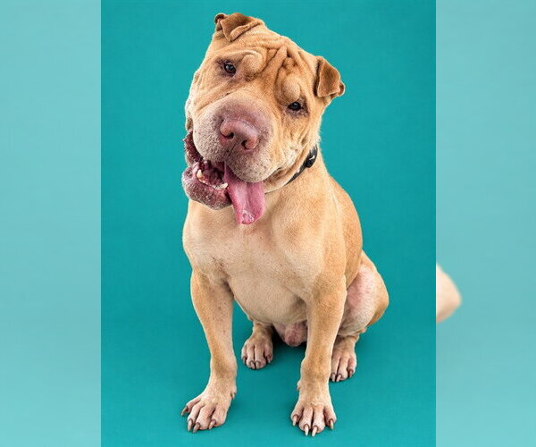 Medium Photo #1 Chinese Shar-Pei Puppy For Sale in Pearland, TX, USA