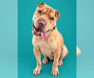 Chinese Shar-Pei Dogs for adoption in Pearland, TX, USA