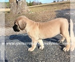 Small #4 Mastiff