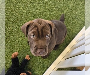 Cocker-Pei Puppy for sale in BERKLEY, MI, USA