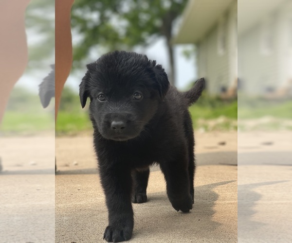 Medium Photo #6 Shepradors Puppy For Sale in DIXON, MO, USA