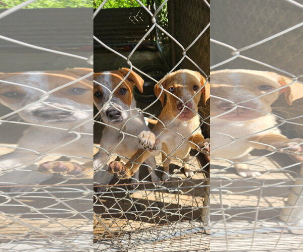 Medium Photo #2 Catahoula Leopard Dog Puppy For Sale in Brooksville, FL, USA