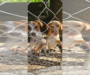 Frank - Male Catahoula Leopard Dog Dog for Adoption - Photo #2