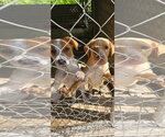 Small #1 Catahoula Leopard Dog