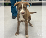 Small #1 Irish Wolfhound Mix