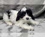 Small #2 Cavalier King Charles Spaniel