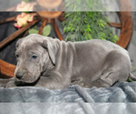 Small Photo #13 Great Dane Puppy For Sale in SHELBY, OH, USA