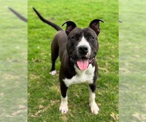 Mutt Dogs for adoption in Riverside, CA, USA