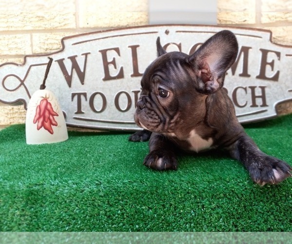 Full screen Photo #1 French Bulldog Puppy For Sale in CARTHAGE, TX, USA