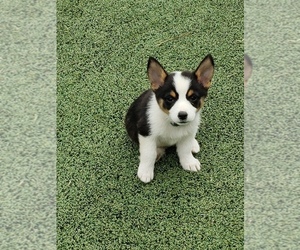 Aussie-Corgi Puppy for sale in BRIGGSDALE, CO, USA