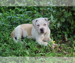 Small #3 American Bulldog
