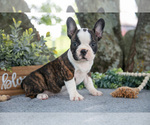 Puppy Marsha Faux Frenchbo Bulldog