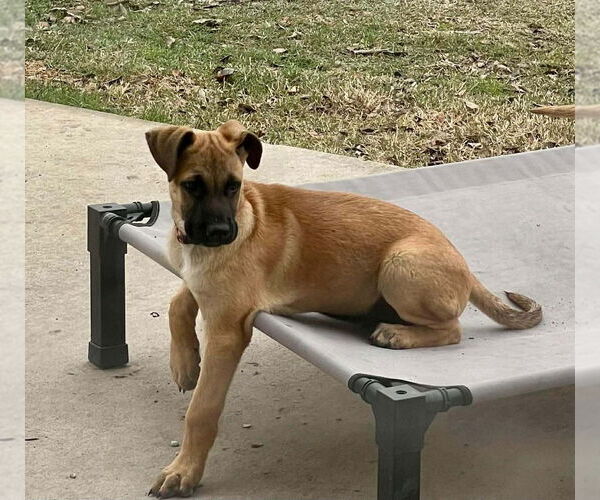 Medium Photo #2 Great Dane-Unknown Mix Puppy For Sale in Bullard, TX, USA