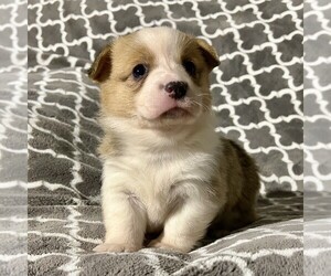 Pembroke Welsh Corgi Puppy for sale in FREDONIA, PA, USA