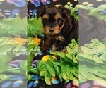 Small Photo #76 Yorkshire Terrier Puppy For Sale in AKRON, OH, USA