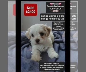 Havanese-Zuchon Mix Puppy for sale in TUCSON, AZ, USA