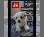 Small Havanese-Zuchon Mix