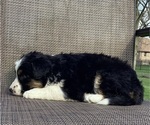 Small Photo #16 Australian Cattle Dog-Border Collie Mix Puppy For Sale in RICHMOND, MI, USA