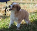 Small Photo #1 Miniature Australian Shepherd Puppy For Sale in ELMHURST, IL, USA