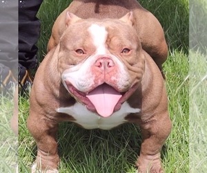 Father of the American Bully puppies born on 06/15/2022