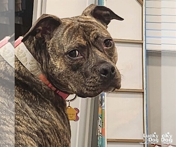 Medium Photo #1  Puppy For Sale in , 
