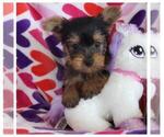 Small Photo #1 Yorkshire Terrier Puppy For Sale in TAYLOR, TX, USA