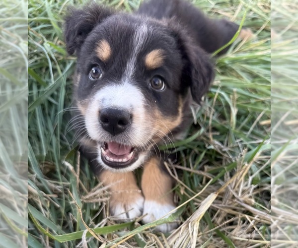 Medium Photo #4 Australian Shepherd Puppy For Sale in WELLINGTON, MO, USA
