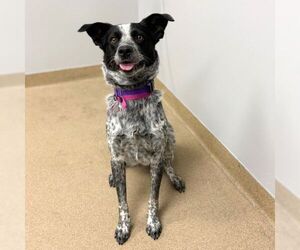 Mutt Dogs for adoption in Aurora, CO, USA